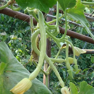 I Girasoli Apartmán